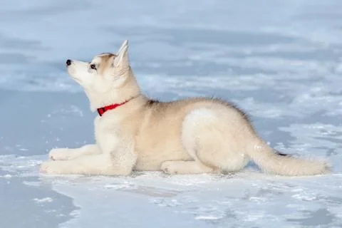 Husky lying in the snow Stock Photos