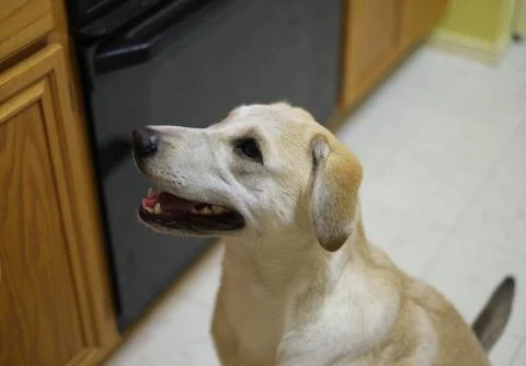 Husky mix in kitchen Stock Photos