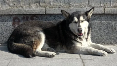 Husky mix stray dog squinting in the sun on Heybeliada Video stock 342923294