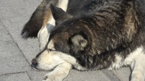 Husky mix stray dog squinting in the sun on Heybeliada 3 動画素材 342923295