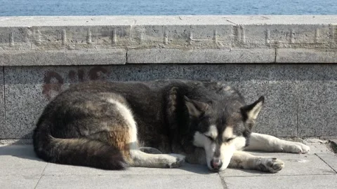 Husky mix stray dog squinting in the sun on Heybeliada 2 動画素材 342923320