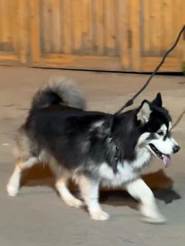 Husky in Motion Blur Fotos de archivo