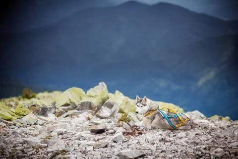 Husky in the mountains Stock Photos
