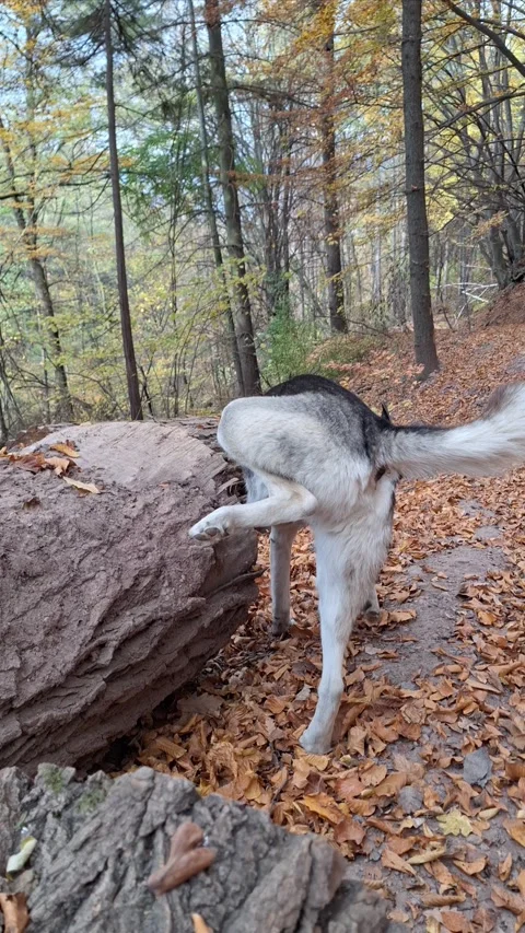 Husky pees on a log while on a forest walk with a golden retriever Stock Footage 293773794