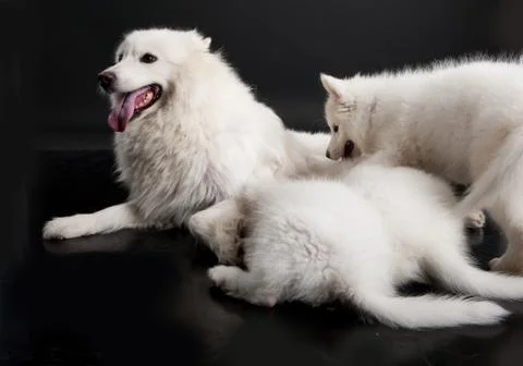Husky Stock Photos
