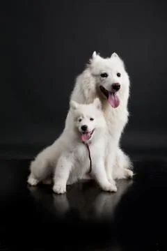 Husky Stock Photos