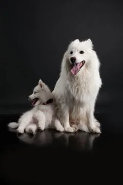 Husky Stock Photos