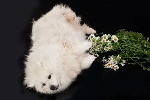Husky Stock Photos