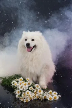 Husky Stock Photos