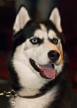 Husky Foto stock