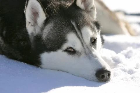 Husky Stock Photos