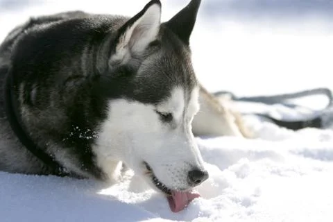 Husky Stock Photos
