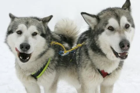 Husky Stock Photos