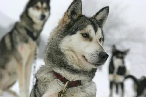 Husky Stock Photos