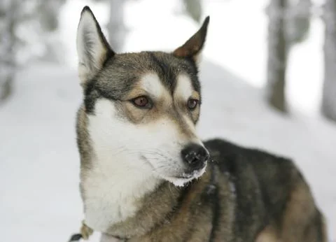 Husky Stock Photos