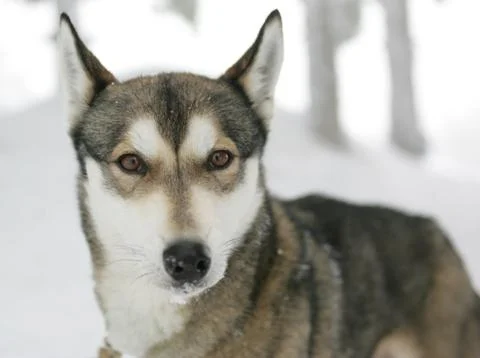Husky Stock Photos