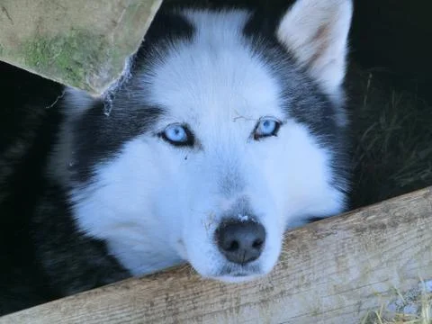 Husky Stock Photos