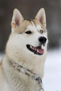 Husky Foto stock