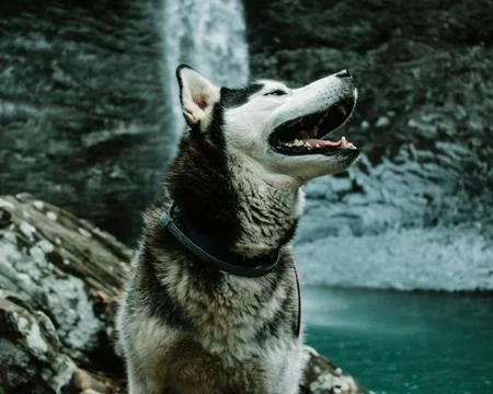 Husky Stock Photos