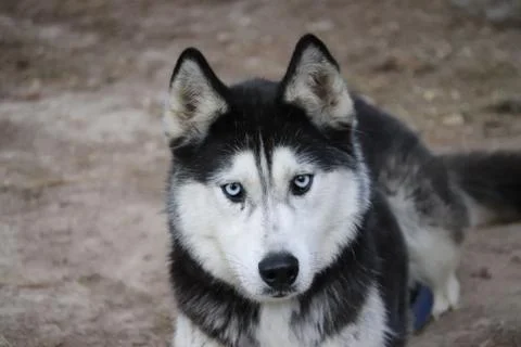 Husky Stock Photos