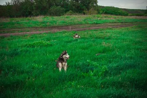 Husky Stock Photos