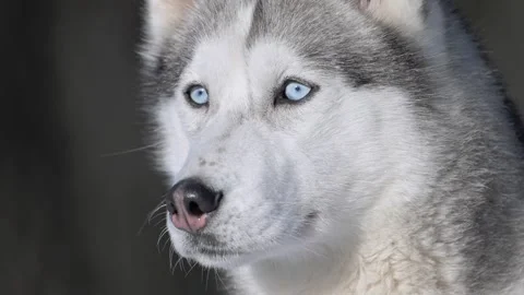 Husky with piercing blue eyes, captured in 4K slow motion, winter nature. Stock Footage 292680422