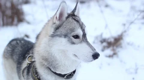 Husky playing 스톡 동영상 41509460