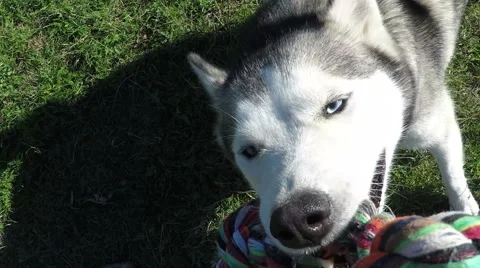 Husky is playing with rope. Video stock 55435938