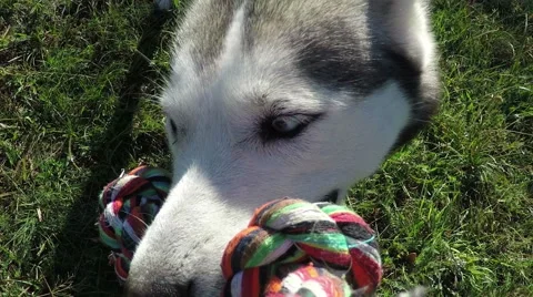 Husky is playing with rope. Stock-Footage 55436993