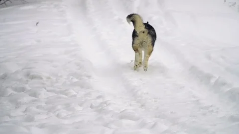 Husky playing in the snow Stock Footage 72591026