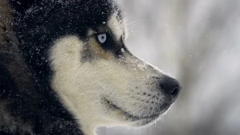 Husky playing in the snow Stock Footage 72591125