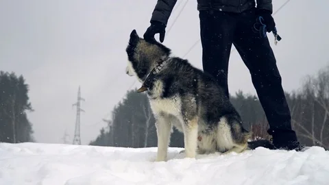 Husky playing in the snow Stock Footage 72591387