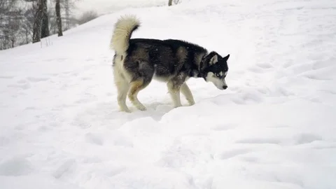 Husky playing in the snow Stock Footage 72591675
