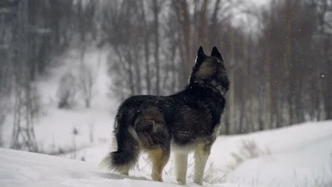 Husky playing in the snow Stock Footage 72592231