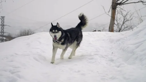 Husky playing in the snow Stock Footage 72592455