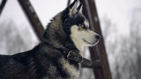 Husky playing in the snow Stock Footage 72593132