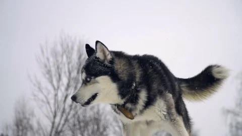 Husky playing in the winter forest Stock Footage 72985669