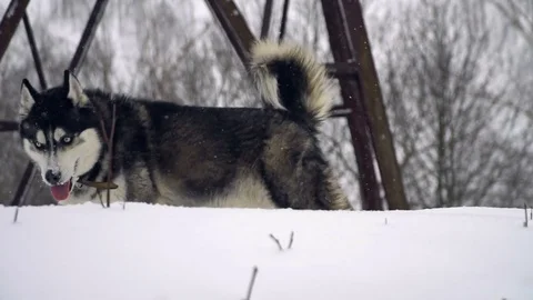 Husky playing in the winter forest Stock Footage 72985950