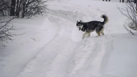 Husky playing in the winter forest Stock Footage 72986408