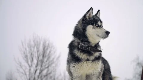 Husky playing in the winter forest Stock Footage 73030623