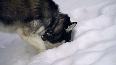 Husky playing in the winter forest. slow motion Stock Footage 73035420