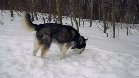 Husky playing in the winter forest. slow motion Stock Footage 73035515