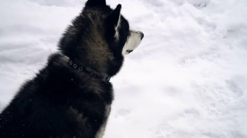 Husky playing in the winter forest. slow motion Stock Footage 73035591
