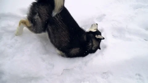 Husky playing in the winter forest. slow motion Stock Footage 73035930
