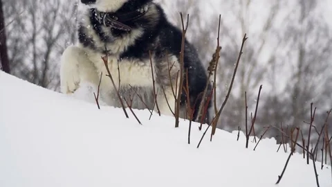 Husky playing in the winter forest. slow motion Stock Footage 73039241