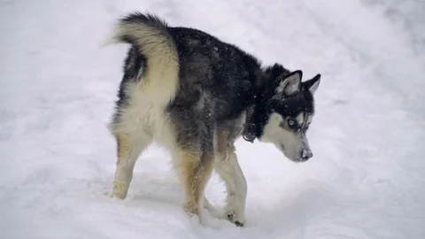 Husky playing in the winter forest. slow motion Stock Footage 73039492