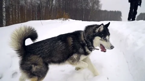 Husky playing in the winter forest. slow motion Stock Footage 73039510