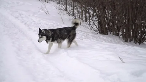 Husky playing in the winter forest. slow motion Stock Footage 73039614
