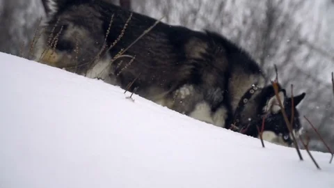 Husky playing in the winter forest. slow motion Stock Footage 73039774