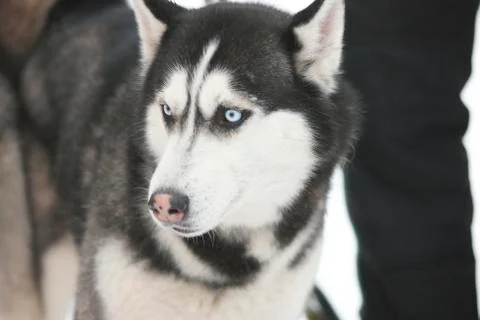Husky portrait Stock Photos